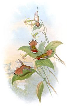 Rufous Flame-drager, John Gould van Hummingbirds