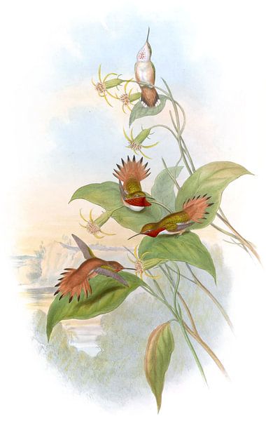 Boucheur de flamme roux, John Gould par Hummingbirds