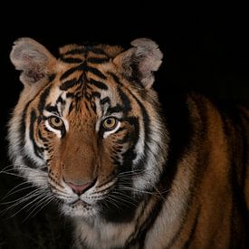 Portret van een jonge tijger van Jos van Bommel