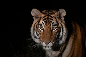 Portrait d'un jeune tigre