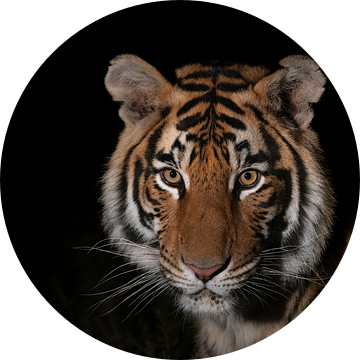 Portret van een jonge tijger van Jos van Bommel