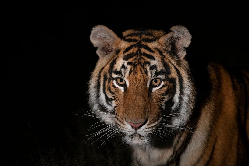 Porträt eines jungen Tigers von Jos van Bommel