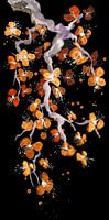Orange Blüten in der Nacht