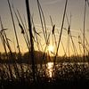Riet en zonsondergang in Geestmerambacht von Elisabeth Eisbach