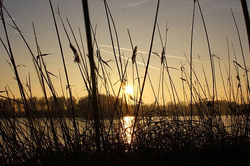 Riet en zonsondergang in Geestmerambacht von Elisabeth Eisbach