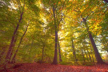 Herfst in het bos van Egon Zitter