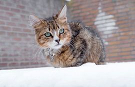 cat by Ivana Luijten