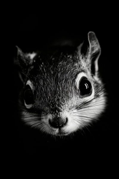 Squirrel by Poster Art Shop