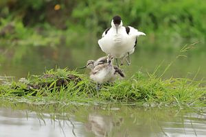 Avocette à bec bigarré