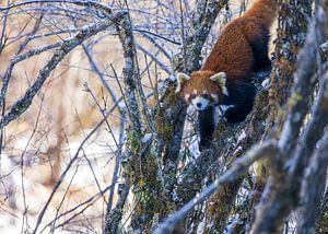 Kleiner Panda, der in einer verschneiten Umgebung hinabsteigt.
