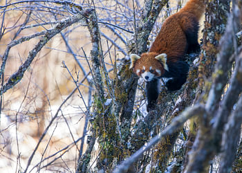 Red panda descending in a snowy environment.