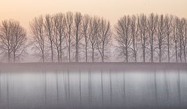 Arbres avec reflets dans des tons naturels