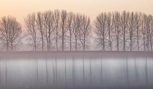 Bomen met reflectie in naturel tinten
