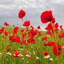 roter Mohn von Steffi Hommel Miniaturansicht