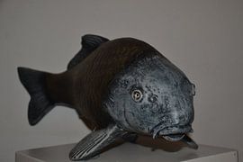 carp by gerardus nuijten