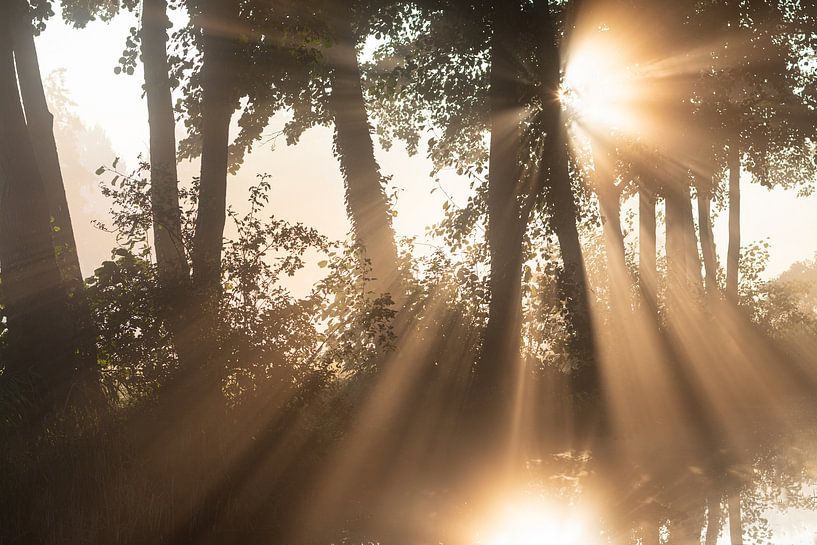 De zon schijnt prachtig door de bomen (liggend) van Michel Geluk