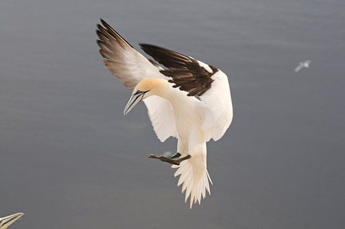 Jan van Gent ontmoet partner. sur Peter Zwitser