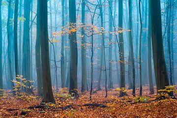 Wald in Mansfeld-Südharz von Martin Wasilewski