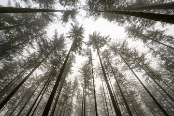 Pine tree forest during a foggy winter morning by Sjoerd van der Wal Photography