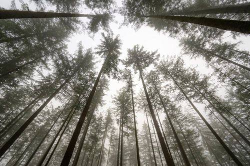 Forêt de pins par un matin d'hiver brumeux