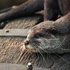 Otter von Lens_en_Dier