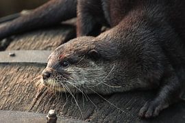 Otter by Lens_en_Dier