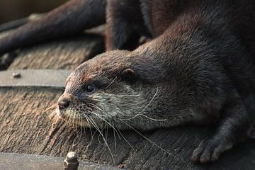 Otter
