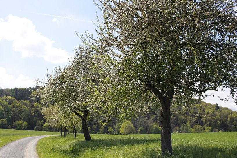 Appelbomen langs het pad in volle bloei in de lente van Martin Flechsig