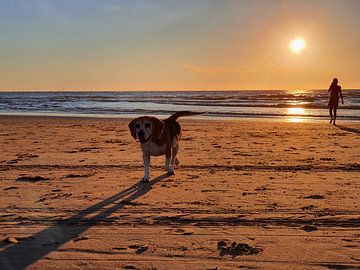 Promenade sur la plage avec le chien sur Saskia Veenstra