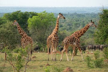 Girafe (Giraffa camelopardalis), parc national de Murchison Falls, Ouganda.