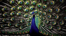 Décoration murale « Plumes de paon majestueuses » : photographie animalière éclatante