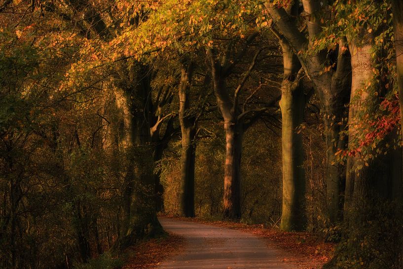 Autumn by Moetwil en van Dijk - Fotografie