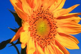 Picturesque by Thomas Jäger