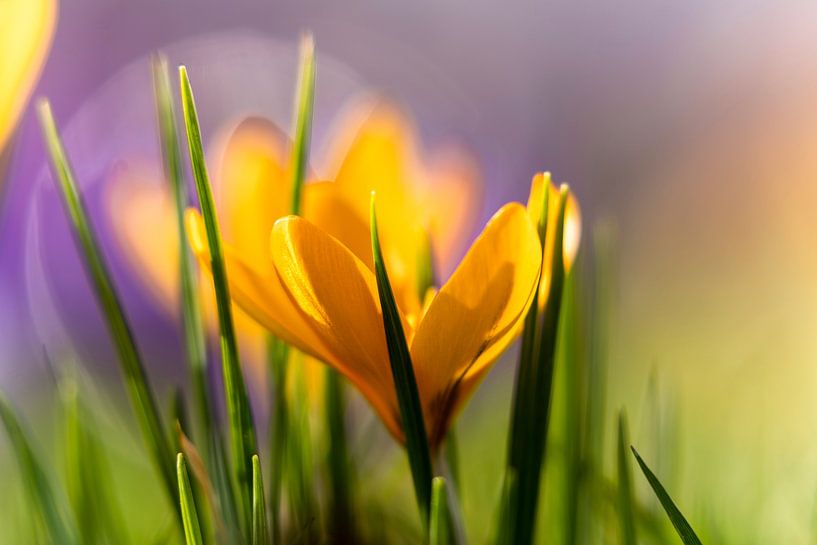 Crocus jaune avec un beau bokeh du crocus violet. par Lieke van Grinsven van Aarle
