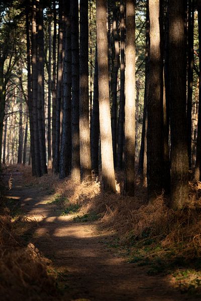The mystery of the forest in winter by Rene  den Engelsman