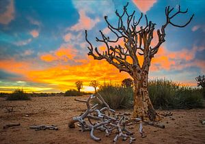  Schöner Sonnenaufgang über der Kalahari-Wüste, Namibia