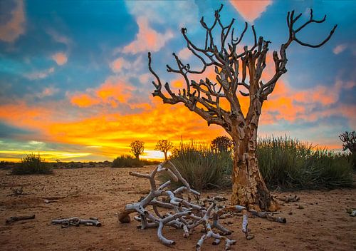 Mooie zonsopkomst boven de Kalahari woestijn, Namibië