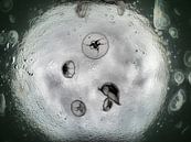 moon jellyfish by thomas van puymbroeck thumbnail