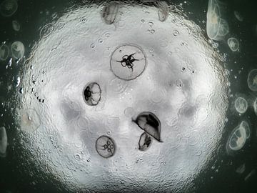 moon jellyfish van thomas van puymbroeck