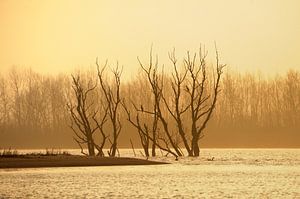 Sonnenaufgang im Naturreservat de Biesbosch