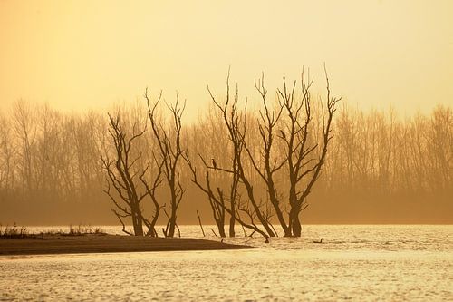 Zonsopkomst in natuurgebied de Biesbosch met zicht op dode bomen
