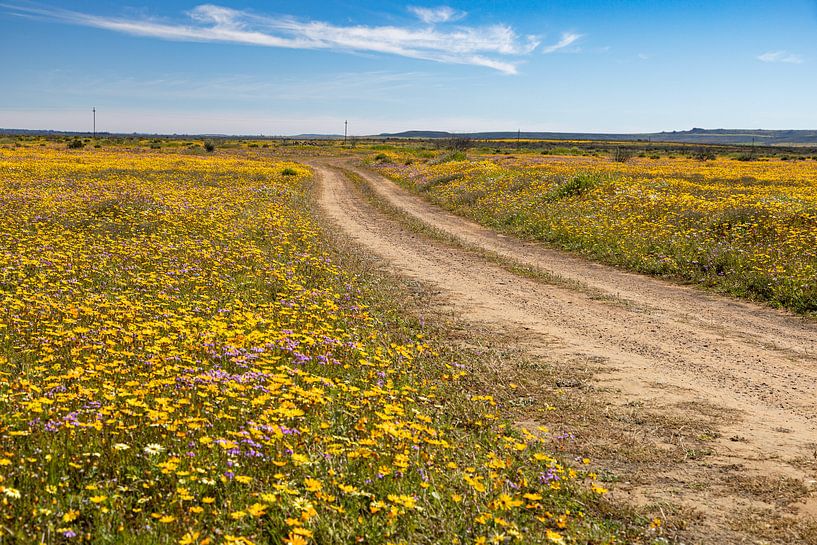Namakwaland South Africa flower landscape by Marika Rentier