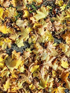 Herbstblätter 1