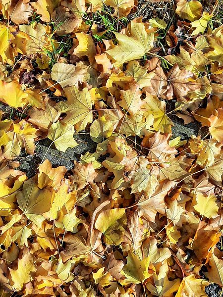 Autumn Leaves 1 by Dorothy Berry-Lound