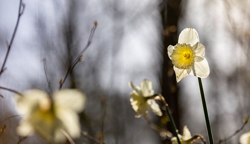 Daffodils in forests with backlight 2 by Percy's fotografie