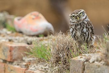 Little owl on old wall with clog by Jeroen Stel