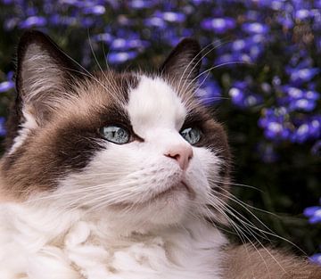 Ragdoll by Françoise Somers