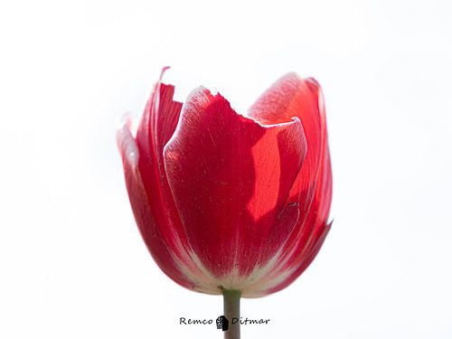 Rode Tulp