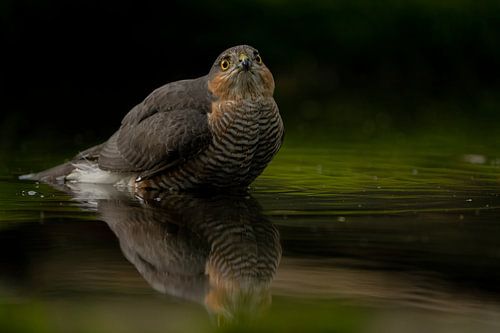 Sperwer man in bosvijver