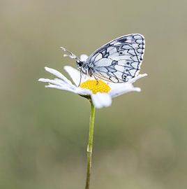 Dambord Schmetterling sitzend auf einem Gänseblümchen von Petra van der Zande